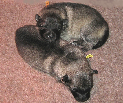 Bonny & Donatus